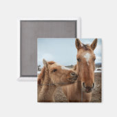 Moederpaarden en -dieren magneet (Voorkant / Achterkant)