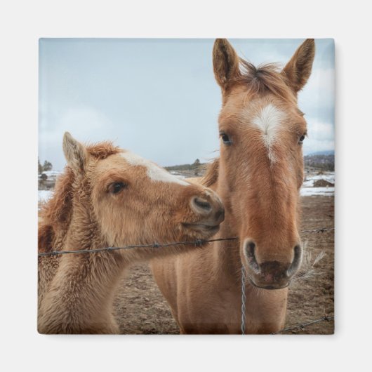 Moederpaarden en -dieren magneet (Voorkant)