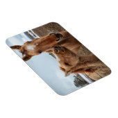 Moederpaarden en -dieren magneet (Rechterzijde)