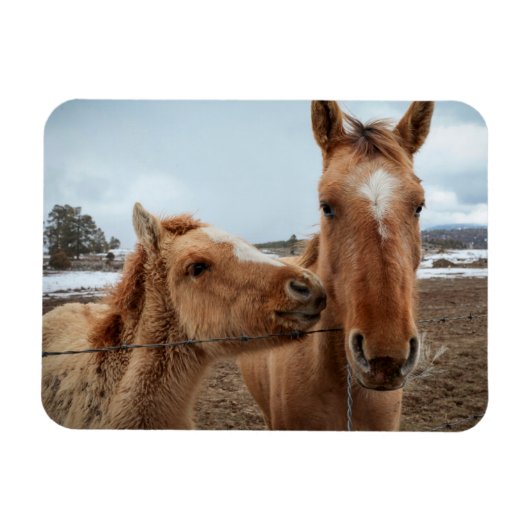 Moederpaarden en -dieren magneet (Horizontaal)