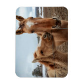Moederpaarden en -dieren magneet (Verticaal)