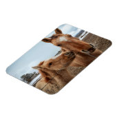 Moederpaarden en -dieren magneet (Linkerzijde)
