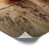 Moederpaarden en -dieren poster (Hoek)