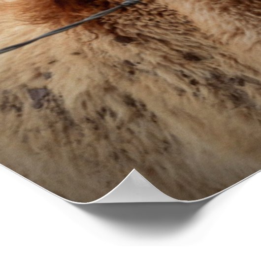 Moederpaarden en -dieren poster (Hoek)