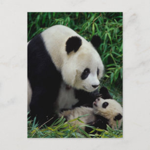 Moederpanda en baby in de bamboestruik, Wolong Briefkaart