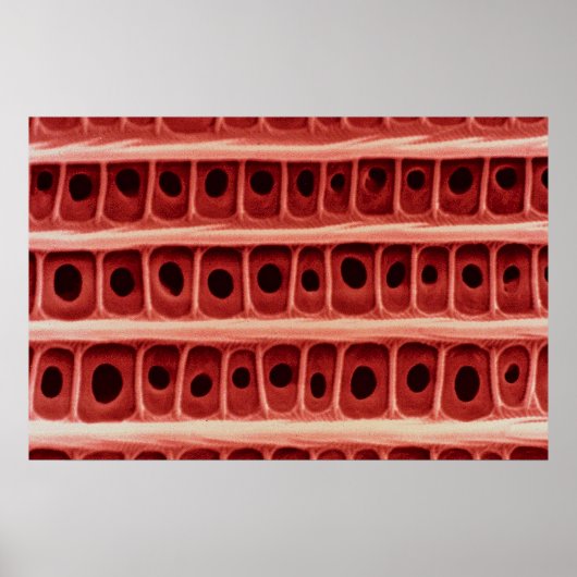 Moederschaal Poster (Voorkant)