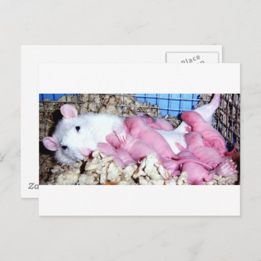 Moederschap Briefkaart (Voorkant / Achterkant)