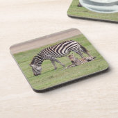 Moederzebra met pasgeboren veulen bier onderzetter (Linkerzijde)