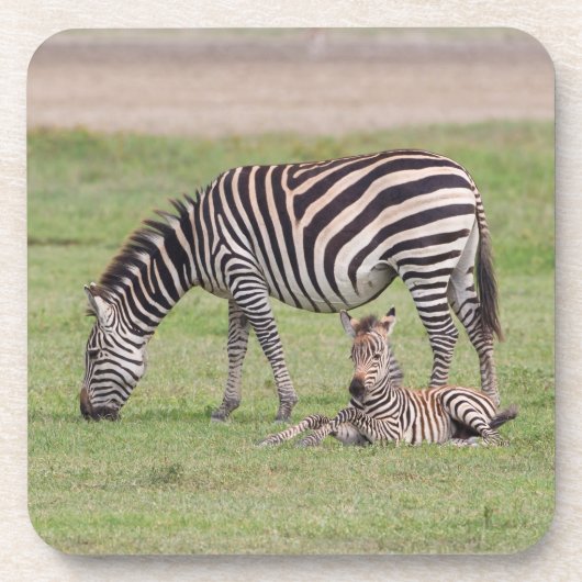 Moederzebra met pasgeboren veulen bier onderzetter (Voorkant)