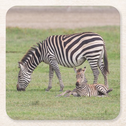Moederzebra met pasgeboren veulen kartonnen onderzetters (Voorkant)