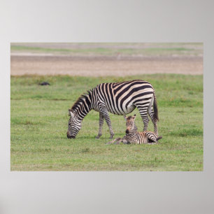 Moederzebra met pasgeboren veulen poster