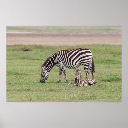 Moederzebra met pasgeboren veulen poster (Voorkant)