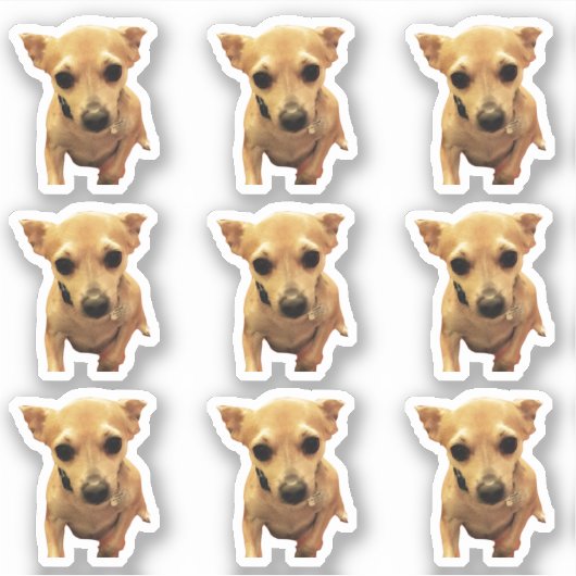 Moeie Chihuahua Honden 4Carly Sticker (Voorkant)