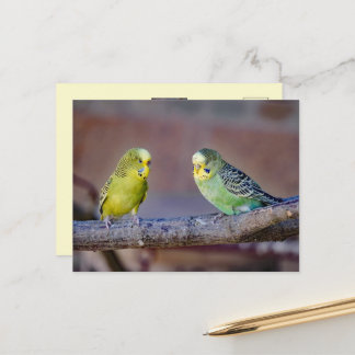 Moeie groene en gele grasparkieten op aangepaste f briefkaart