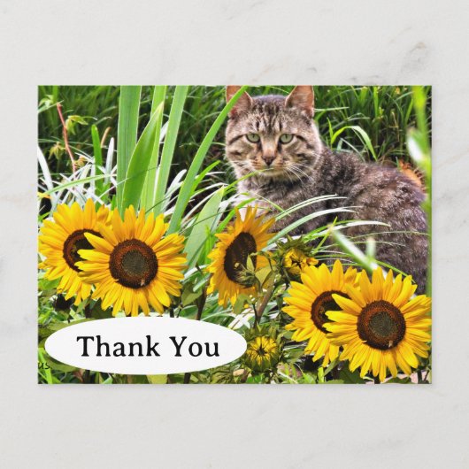 Moeie kat en zonnebloemen bedankkaart briefkaart (Voorkant)