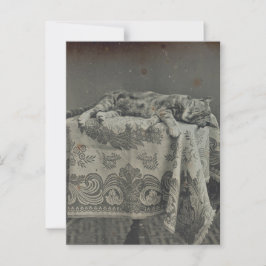 Moeilijk slapende kat vintage fotografie kaart