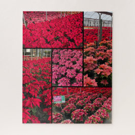 Moeilijke Kerst Poinsettia's 500 stukjes Legpuzzel