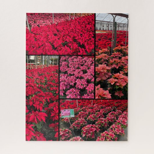 Moeilijke Kerst Poinsettia's 500 stukjes Legpuzzel (Verticaal)