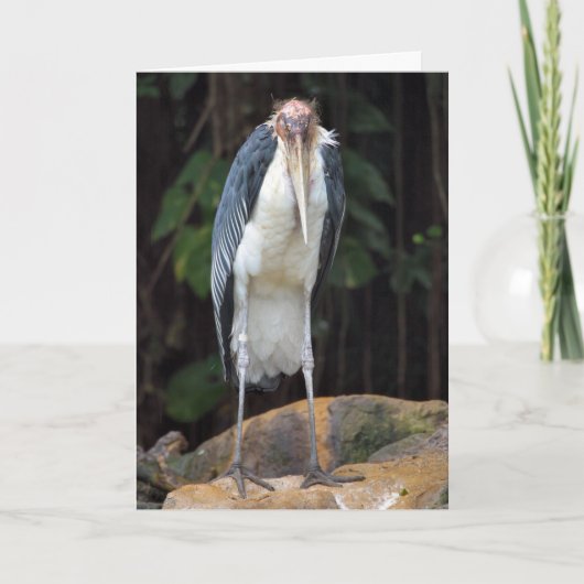 Moeilijke oude Bird Verjaardag Kaart (Voorkant)