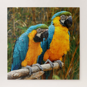 Moeilijke unieke Macaw Bird Puzzle Legpuzzel