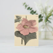 Moeras Hibiscus Botanische Illustratie Briefkaart (Staand voorkant)