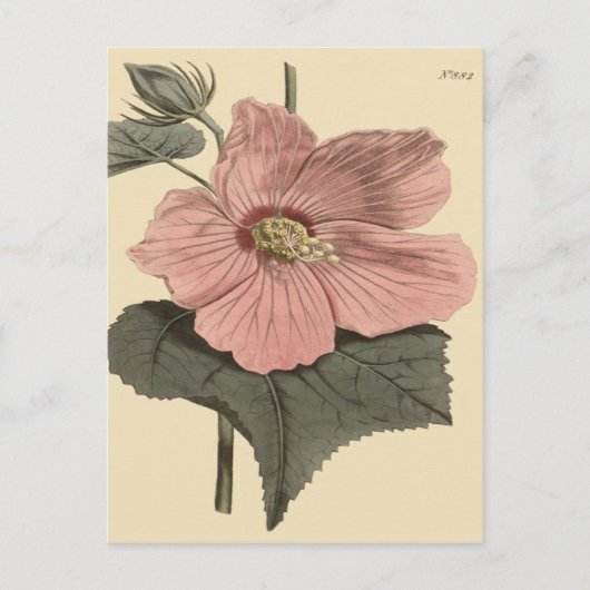 Moeras Hibiscus Botanische Illustratie Briefkaart (Voorkant)