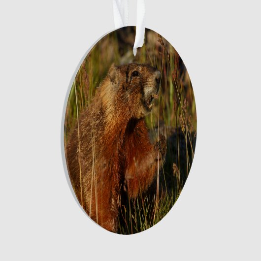 moerasgras ornament (voorkant)