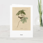 Moerasmest uit de Amerikaanse vogels van Audubon Kaart (Achterkant)