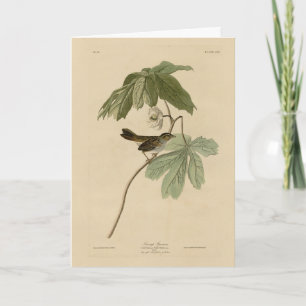 Moerasmest uit de Amerikaanse vogels van Audubon Kaart