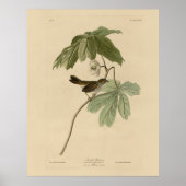 Moerasmest uit de Amerikaanse vogels van Audubon Poster (Voorkant)