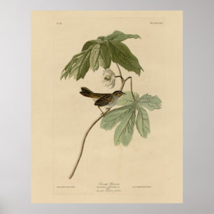 Moerasmest uit de Amerikaanse vogels van Audubon Poster