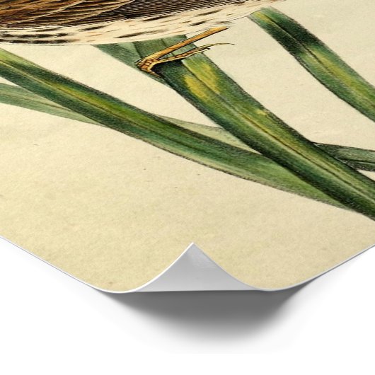  moeraszool poster (Hoek)