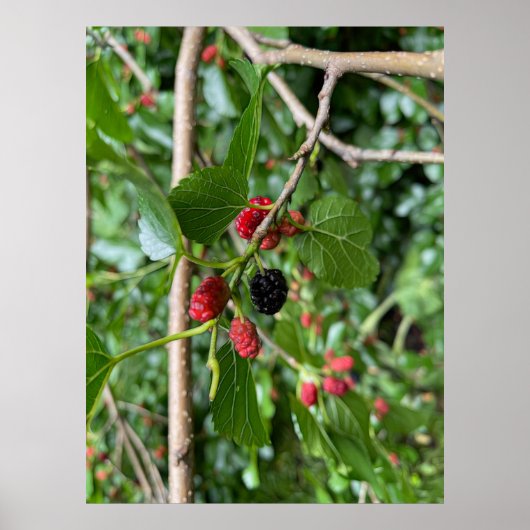 Moerbeitak Poster (Voorkant)