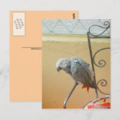 Moerrot — briefkaart (Voorkant / Achterkant)
