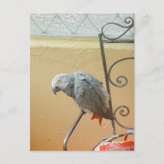Moerrot — briefkaart (Voorkant)