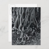 Moerwortels van de moeras van de Moreton-baai Briefkaart (Voorkant / Achterkant)