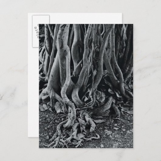 Moerwortels van de moeras van de Moreton-baai Briefkaart (Voorkant / Achterkant)