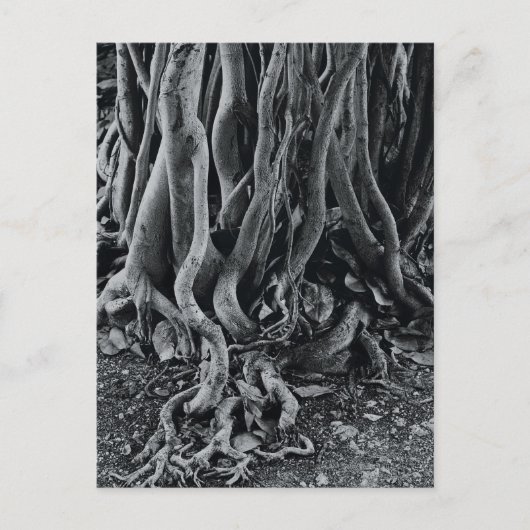 Moerwortels van de moeras van de Moreton-baai Briefkaart (Voorkant)