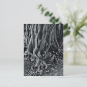 Moerwortels van de moeras van de Moreton-baai Briefkaart (Staand voorkant)