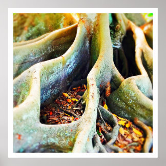 Moerwortels van de moeras van de Moreton-baai Poster