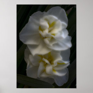 Moet een droom Narcissus narcissen zijn Poster