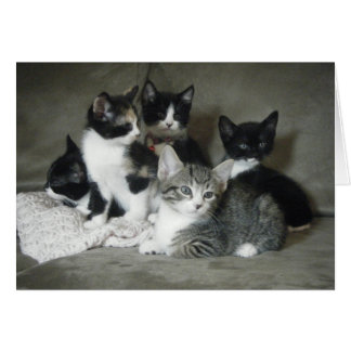 Moet van Kittens houden