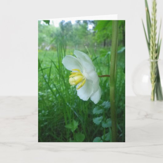 Moge appelbloesem Kaart (Voorkant)