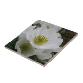 Mogelijke bloem, Anemone narcissiflora Tegeltje (Zijkant)