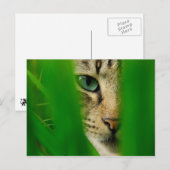 Moggy Playing Briefkaart (Voorkant / Achterkant)