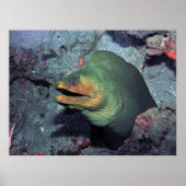 Mohawk Moray Poster (Voorkant)