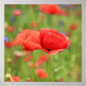 Mohn 2012 2 poster (Voorkant)