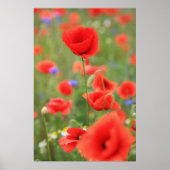 Mohn 2012 poster (Voorkant)