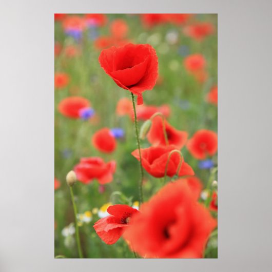 Mohn 2012 poster (Voorkant)