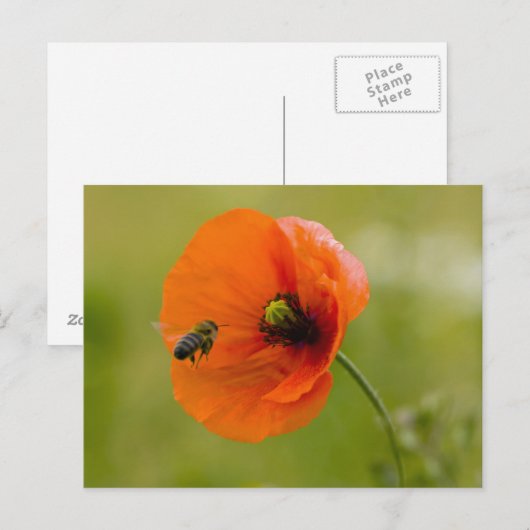 Mohn mit Biene Briefkaart (Voorkant / Achterkant)